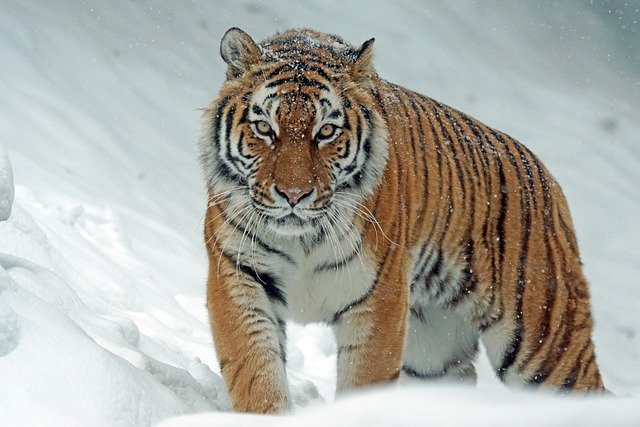 Chamanismo siberiano: Raíces y tambores sagrados