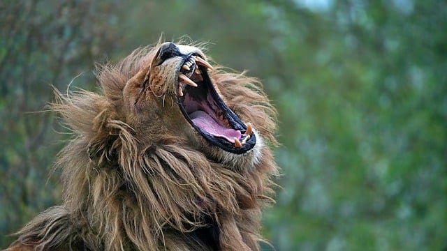 El simbolismo de los animales de poder en el shamanismo