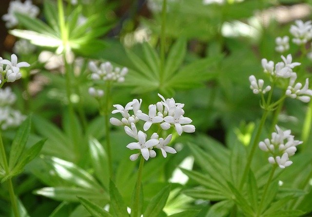 Plantas medicinales para bajar el colesterol y triglicéridos